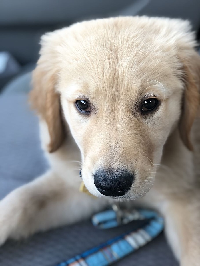 狗狗家养单一动物宠物家养动物哺乳动物动物主题