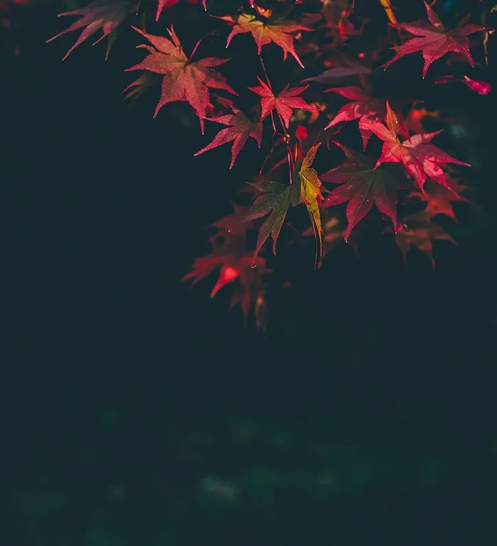 低，角度照片，红色，叶子，树，近距离，照片，花瓣