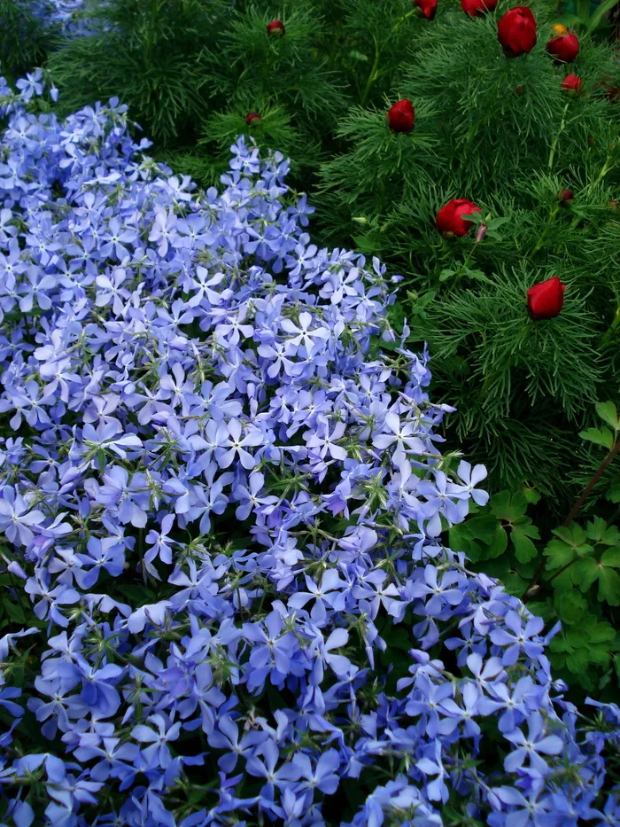 花朵，春天的花朵，蓝色的花朵，紫色的花朵，小花，蜘蛛花，紫色的花朵，花朵
