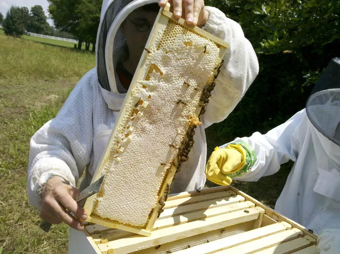 蜜蜂，蜂巢检查，养蜂场，养蜂人，蜂蜜，蜜蜂，蜂巢，养蜂
