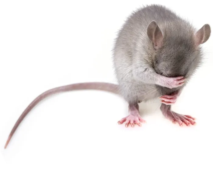 灰色、老鼠、白色、木板、老鼠、啮齿动物、老鼠、害虫