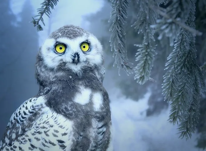 雪，有盖，谷仓猫头鹰，猫头鹰，雪猫头鹰，鸟，森林，眼睛