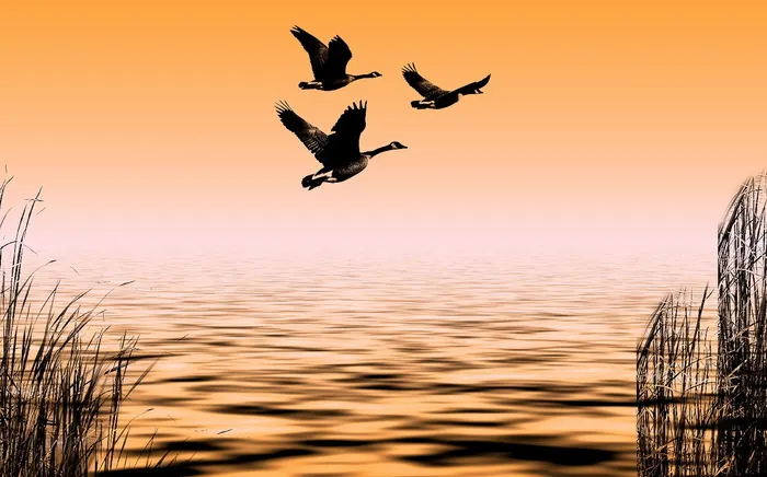 三，绿头鸭，飞翔，中游，空中，水中，鹅，水