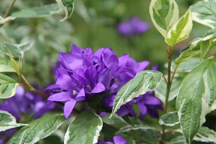 紫色花，开花，多年生植物，紫罗兰花，紫色花，植物，花，叶