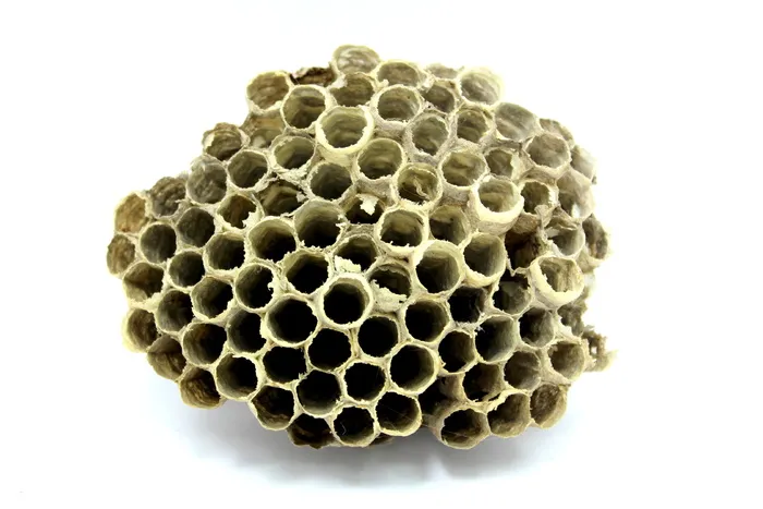 蜜蜂, 蜂巢, 蜂蜜, 昆虫, 工作, 品种, 飞, 蜡