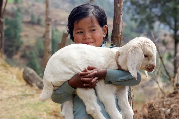 男孩，背驮，白人，山羊羔羊，尼泊尔，羔羊，夏尔巴人，长途跋涉