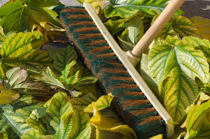 叶子扫帚秋天花园叶子植物部分绿色生长