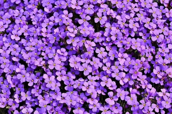 蓝色枕头，欧布里蒂安，紫罗兰，十字花科植物，观赏植物，紫色，开花，开花