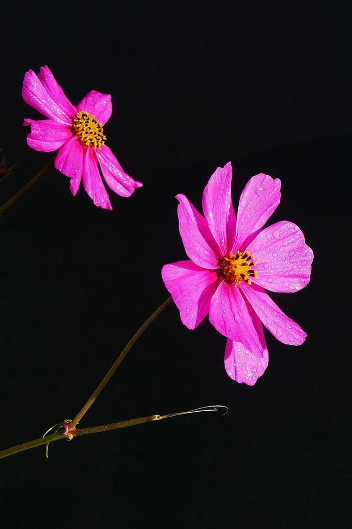 粉色宇宙花特写 菜鸟图库