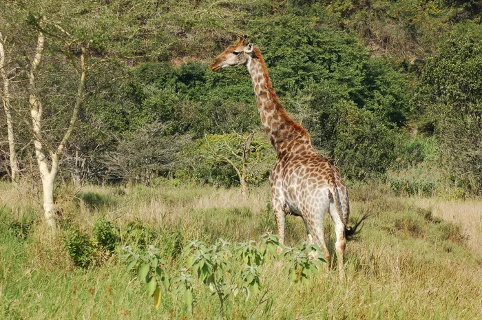 非洲，动物，长颈鹿，野生动物，热带草原，自然，动物主题，动物