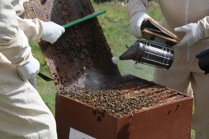 养蜂业, 蜂巢, 蜜蜂, 吸烟者, 养蜂业, 蜂巢, 蜜蜂, 控股