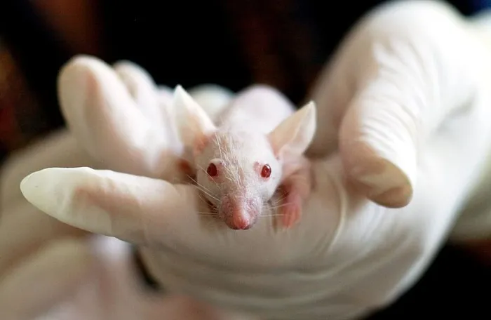 拿着老鼠的人，动物，老鼠，实验，实验室，手，可爱，医学