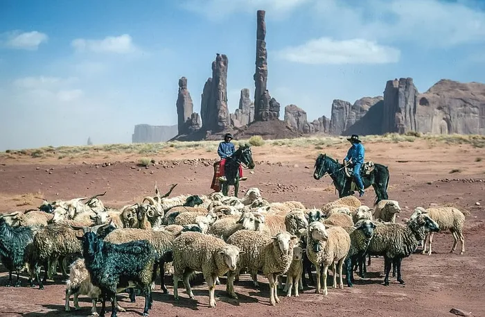美洲土著牧羊人骑马赶牛羊