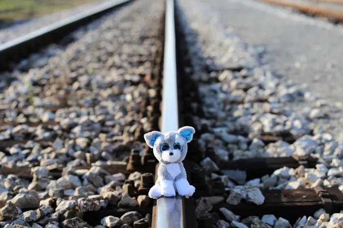 白色、灰色、动物、毛绒、玩具、火车轨道、立即阻止儿童自杀、泰迪熊休克