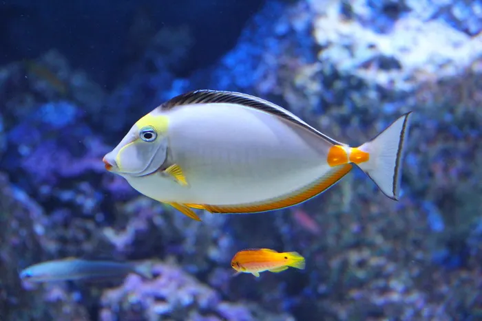 银色，橙色，鱼，漂浮，水，白色，宠物鱼，美丽