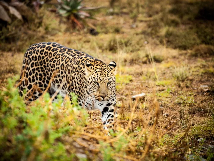 草地上的豹子、豹子、热带草原、野生动物、斑点、野生动物摄影、捕食者、狩猎