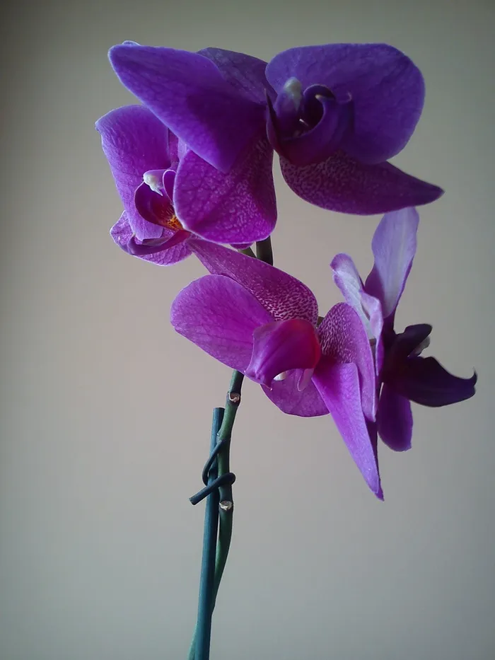 orchis，花朵，兰科植物，兰花，开花，紫罗兰，花室，系带