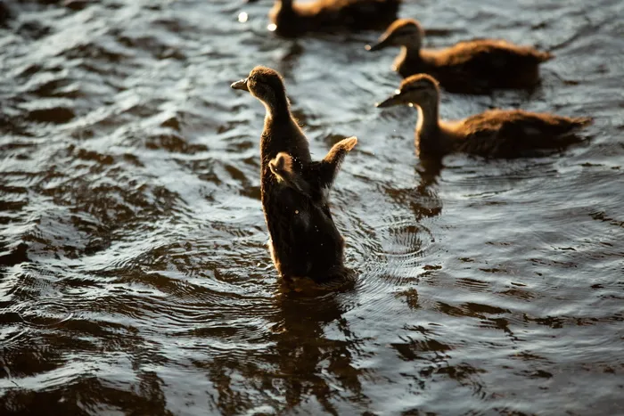 五只棕色小鸭在水上