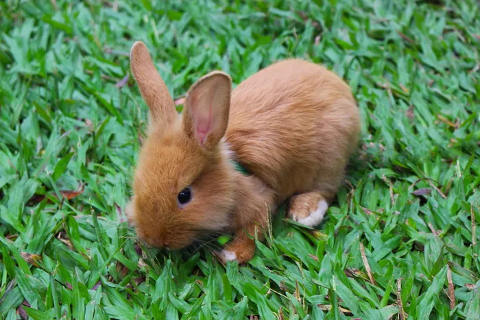 棕色，兔子，草，动物，小兔子，兔子，可爱，自然