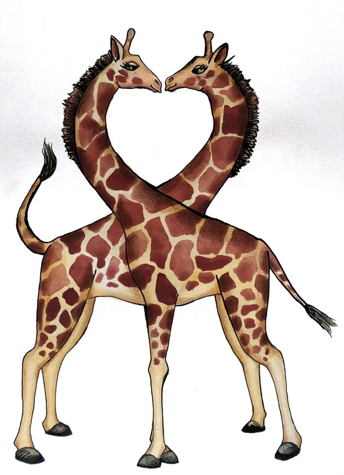 两只长颈鹿插图，长颈鹿，心，爱，动物，装饰，亲吻，绘画