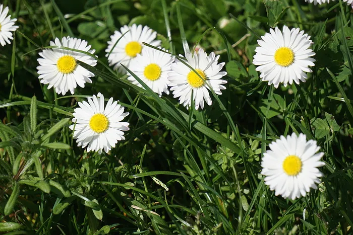 白色，雏菊花，绿色，草，植物，花，花朵，花瓣