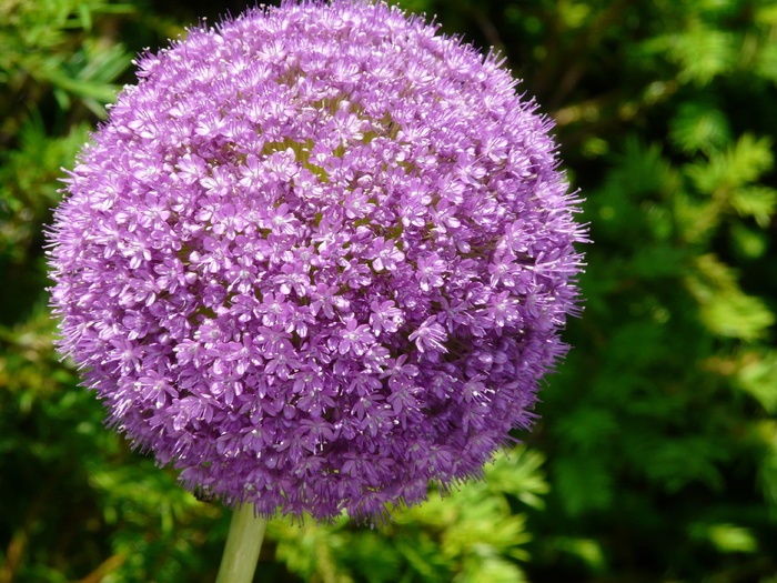 花 紫色 葱 开花 开花 洋葱 开花植物 新鲜度 菜鸟图库