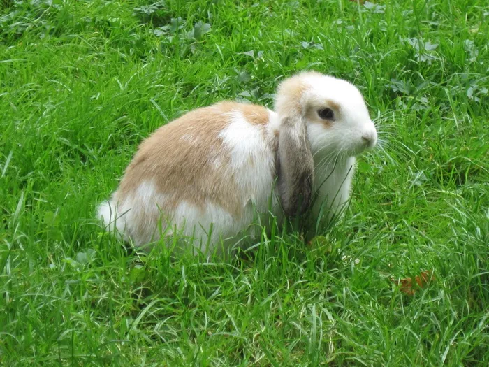 白色，棕色，兔子，绿色，草地，矮兔子，兔子，松软的耳朵