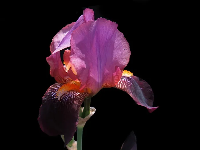 粉红色，有花瓣的花，黑色，背景，有胡子的鸢尾，红色的花，紫色，紫色的花