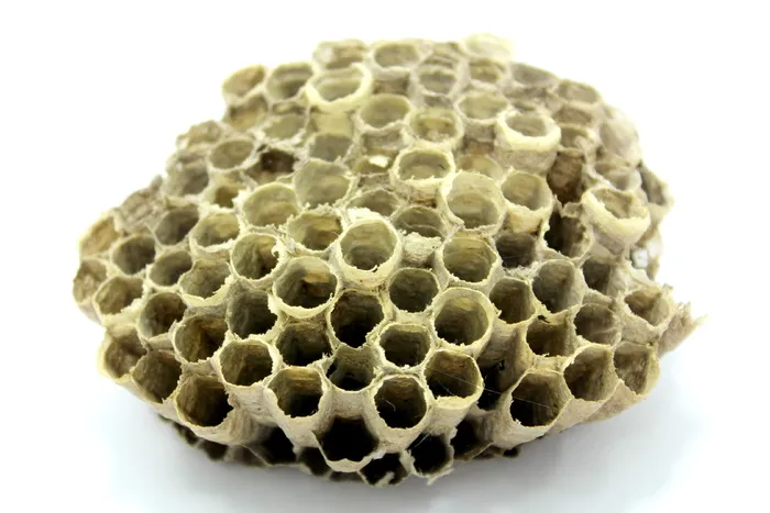 蜂巢，蜜蜂，药物，蜂蜜，蜂巢，蜂巢，蜜蜂，蜜蜂