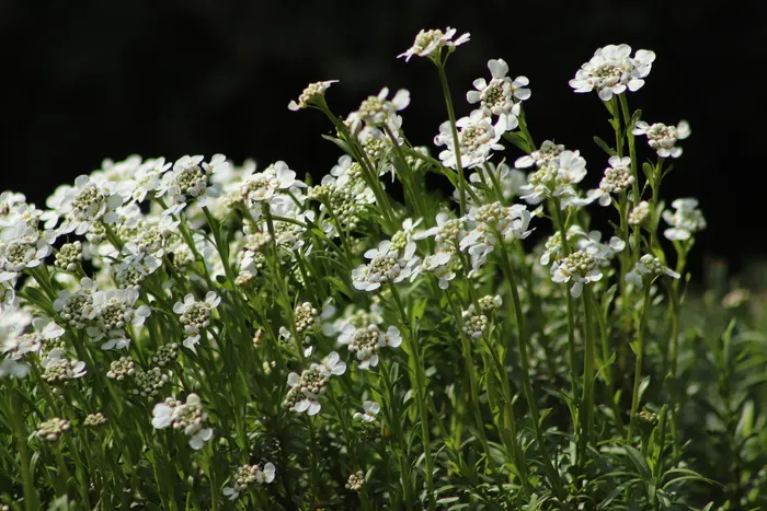 灰色水芹，十字花科植物，花，开花，白色，自然，蓝丹米尔，野花