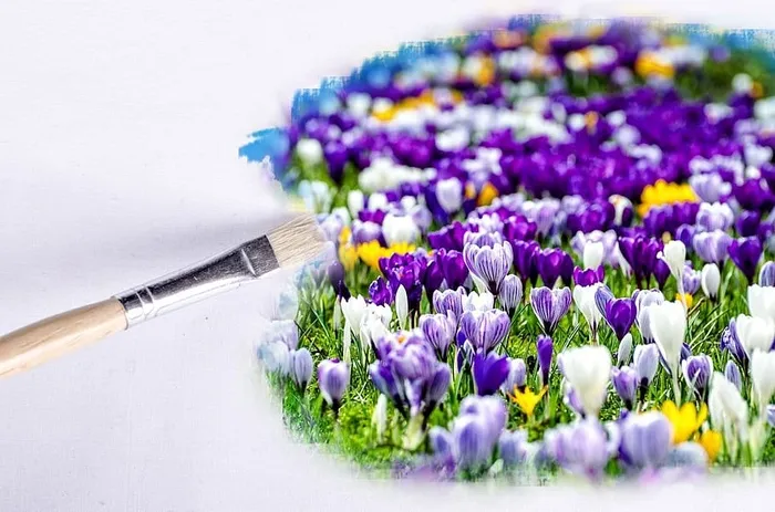 紫色，白色，花瓣花朵，画笔，花朵，花朵，壁纸，花朵