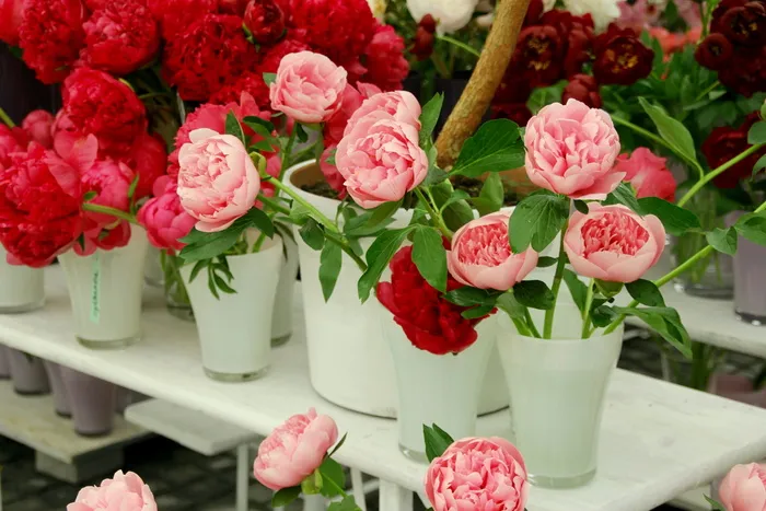 粉红色, 红色, 花瓣状的花朵, 野玫瑰, 玫瑰, 开放的玫瑰, 英国玫瑰, 玫瑰家庭