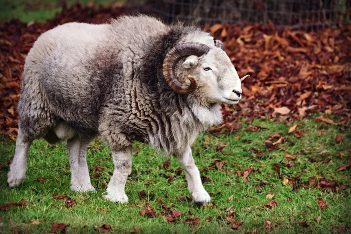 公羊、绵羊、动物、雄性、角、羊毛、家畜、白羊