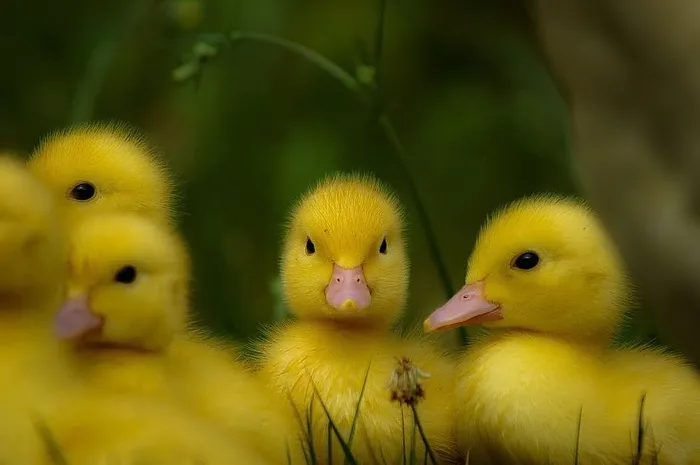 鸭子，小鸭，小鸭，小鸡，甜的，黄的，鸟，小鸟
