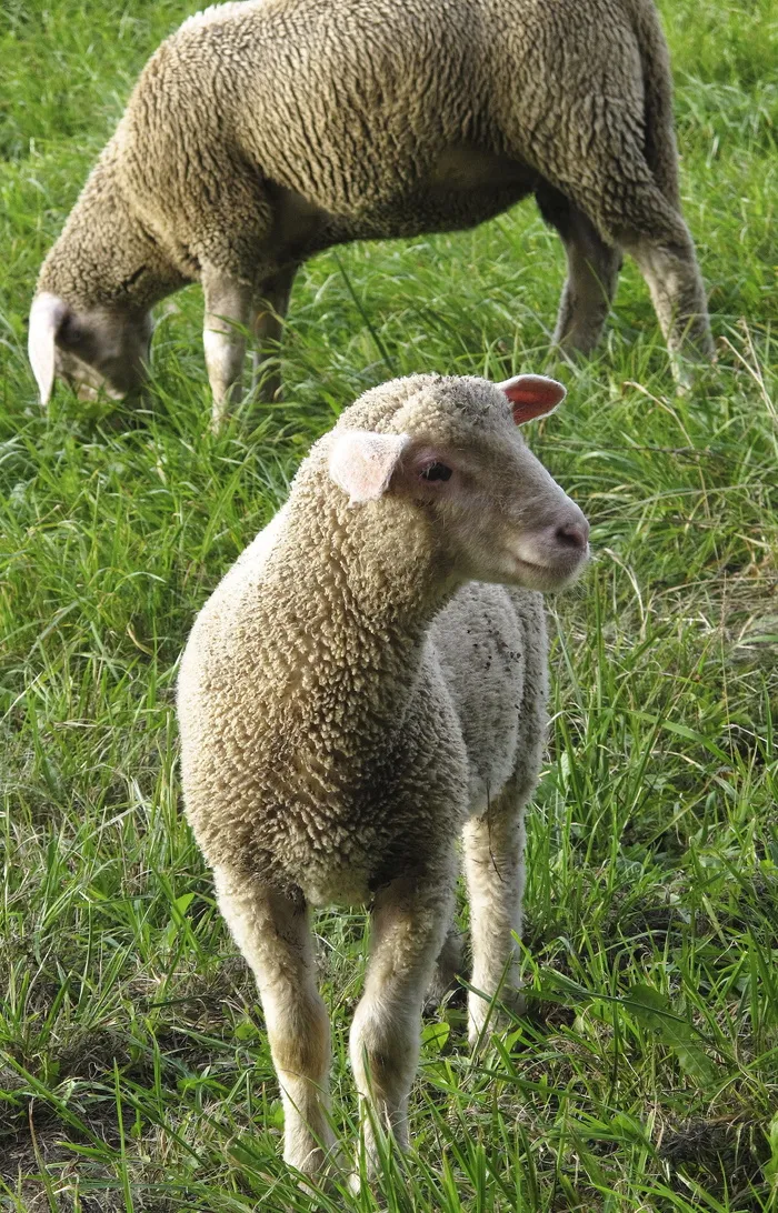 绵羊，小羊，羊群，羊群，家养绵羊，动物，草地，背光