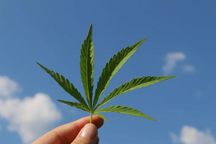 大麻叶, 大麻苜蓿, 大麻植物, 年轻大麻, 工业大麻, 人的手, 手, 菜鸟图库