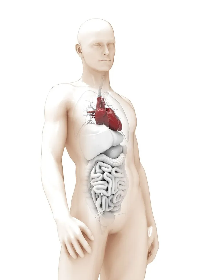 男人，a的解剖结构，心脏，3d模型，器官，厚，男，女
