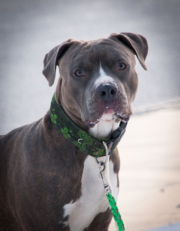 狗阿姆斯塔夫斯塔福德斗牛犬动物肖像冬天哺乳动物