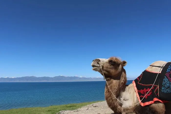 湖，骆驼，风景，新疆，风景，在新疆，一个动物，动物主题