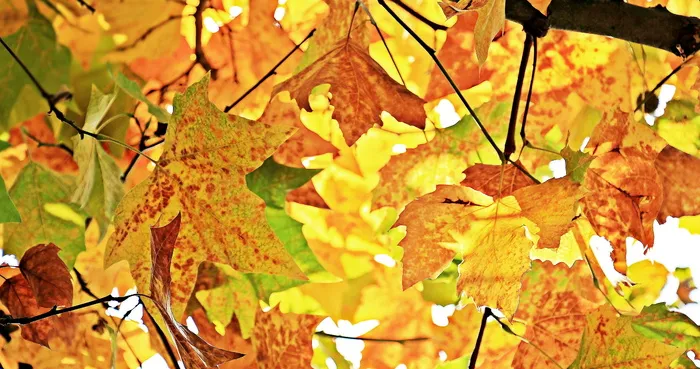 绿叶，秋天，落叶，树叶，真叶，秋天的颜色，自然，金色的秋天