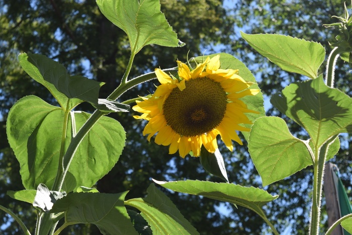 太阳花 八月 夏天 植物 叶 植物部分 生长 花 菜鸟图库