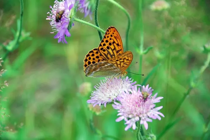 夏季草地，夏季花卉，蝴蝶，蜜蜂，花卉，开花植物，动物主题，野生动物