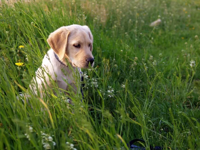 黄色，拉布拉多猎犬小狗，草地，拉布拉多，小狗，草地，狗，草地上的狗