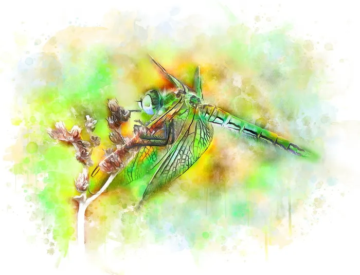 彩色蜻蜓画，蜻蜓，昆虫，自然，水彩，插画，明亮，设计