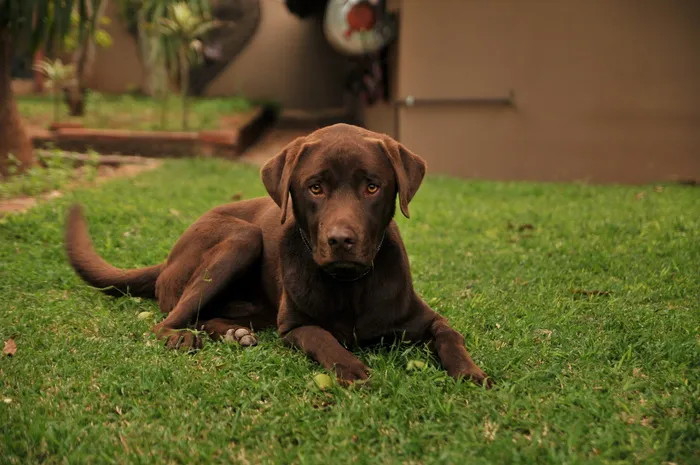白天躺在绿色草坪上的巧克力拉布拉多猎犬小狗