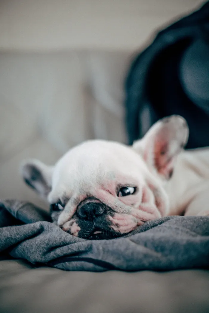 短毛白色小狗，法国，斗牛犬，躺着，毯子，狗，动物，宠物