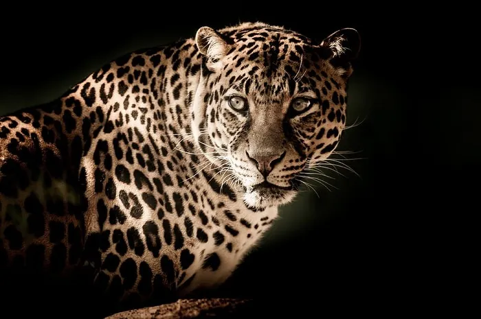 美洲豹照片，豹子，近距离，眼睛，威胁，野生动物，动物，猫科动物