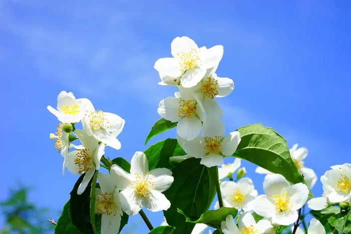 白花，假橙，茉莉，花，白色，欧洲哨子灌木，philadelphus冠状，淡哨子灌木