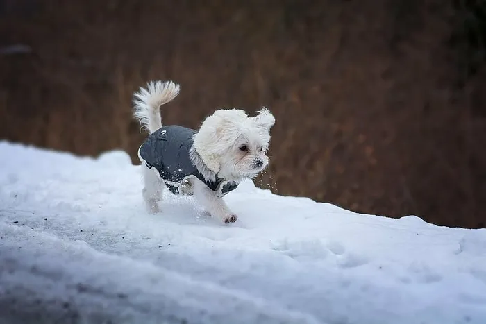 白色，小狗，散步，雪，狗，小狗，马耳他，小