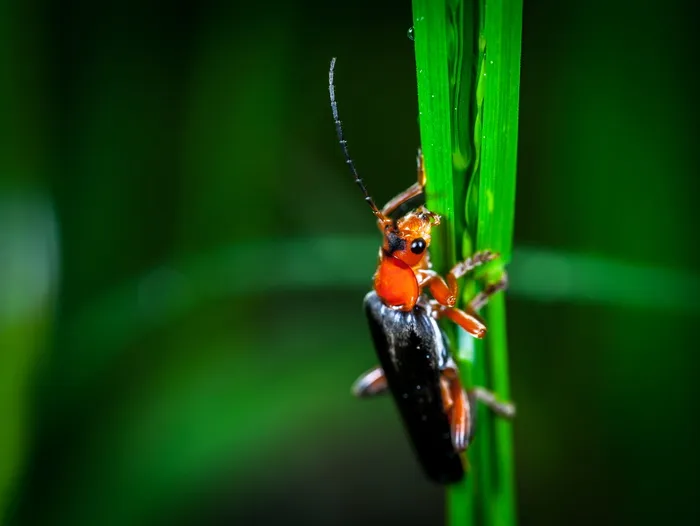 红色和黑色水泡甲虫的微距摄影